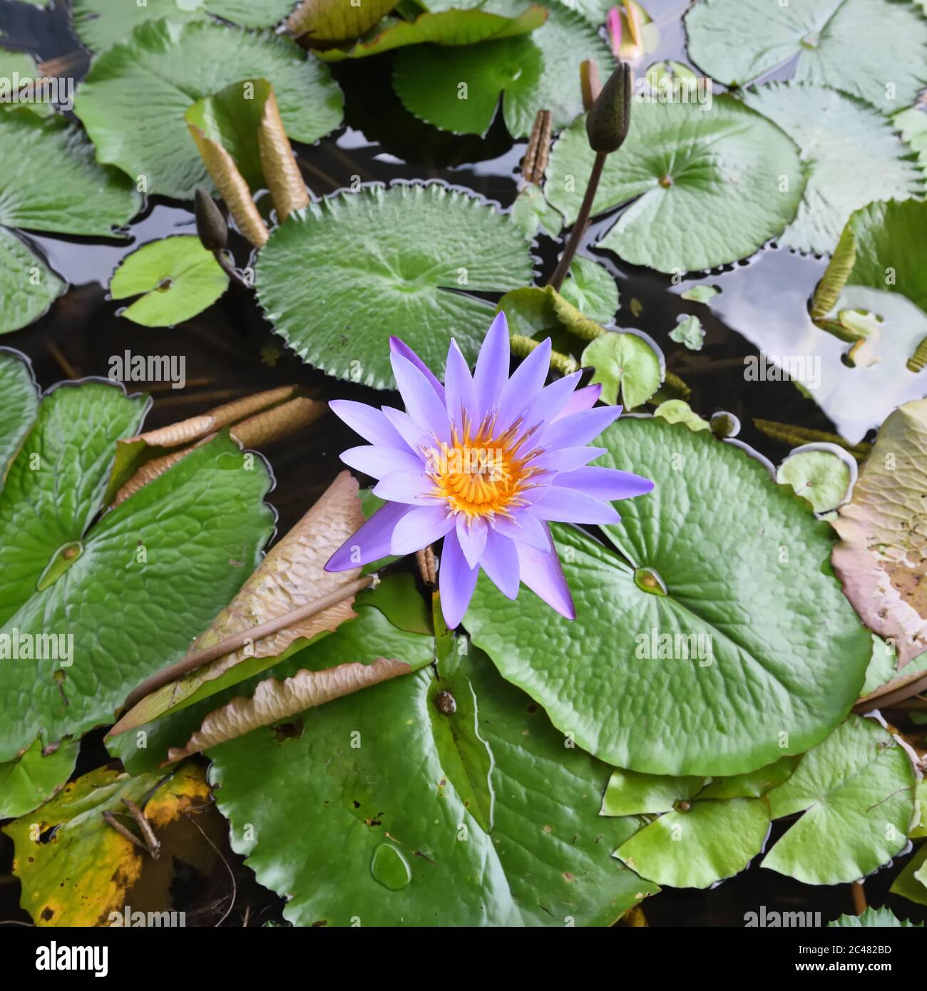 Water Lily, fiore di loto 'Nymphaea Caerulea' sopra le pastiglie galleggianti sulla superficie di uno stagno a Singapore, Asia Foto Stock