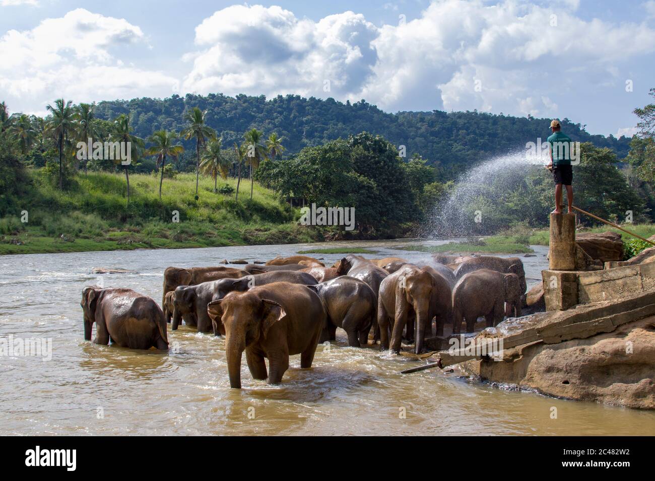 Il personale sta utilizzando una pistola ad acqua per aiutare gli elefanti dello Sri Lanka nell'Orfanotrofio degli elefanti di Pinnawala Sri Lanka a fare la doccia nel fiume. Foto Stock