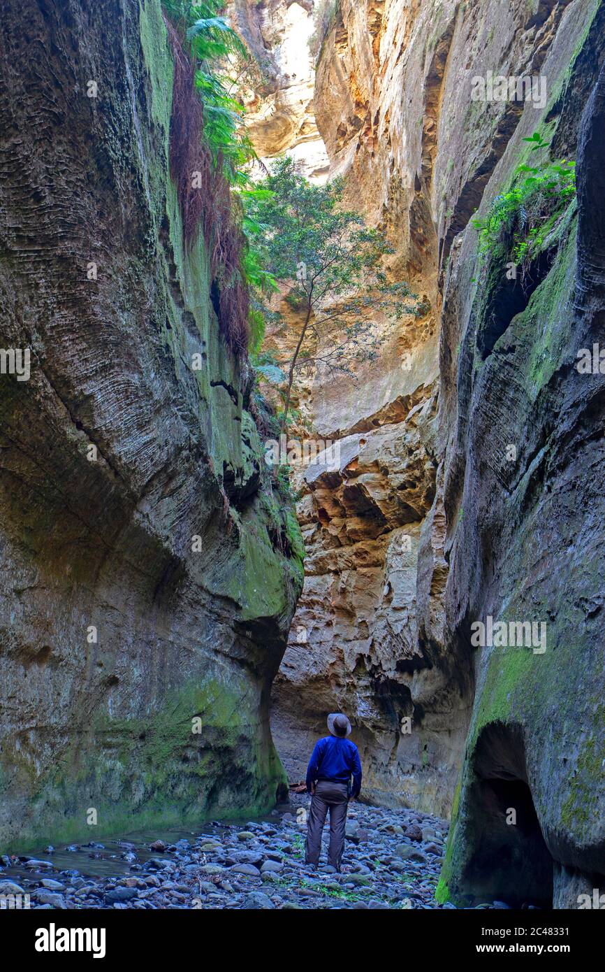 Carnarvon Gorge Foto Stock