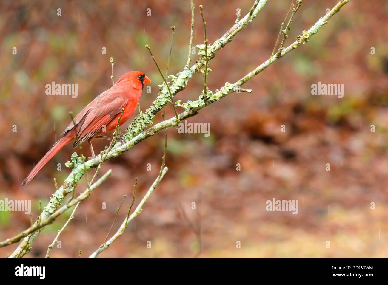 Maschio rosso cardinale in primavera Foto Stock