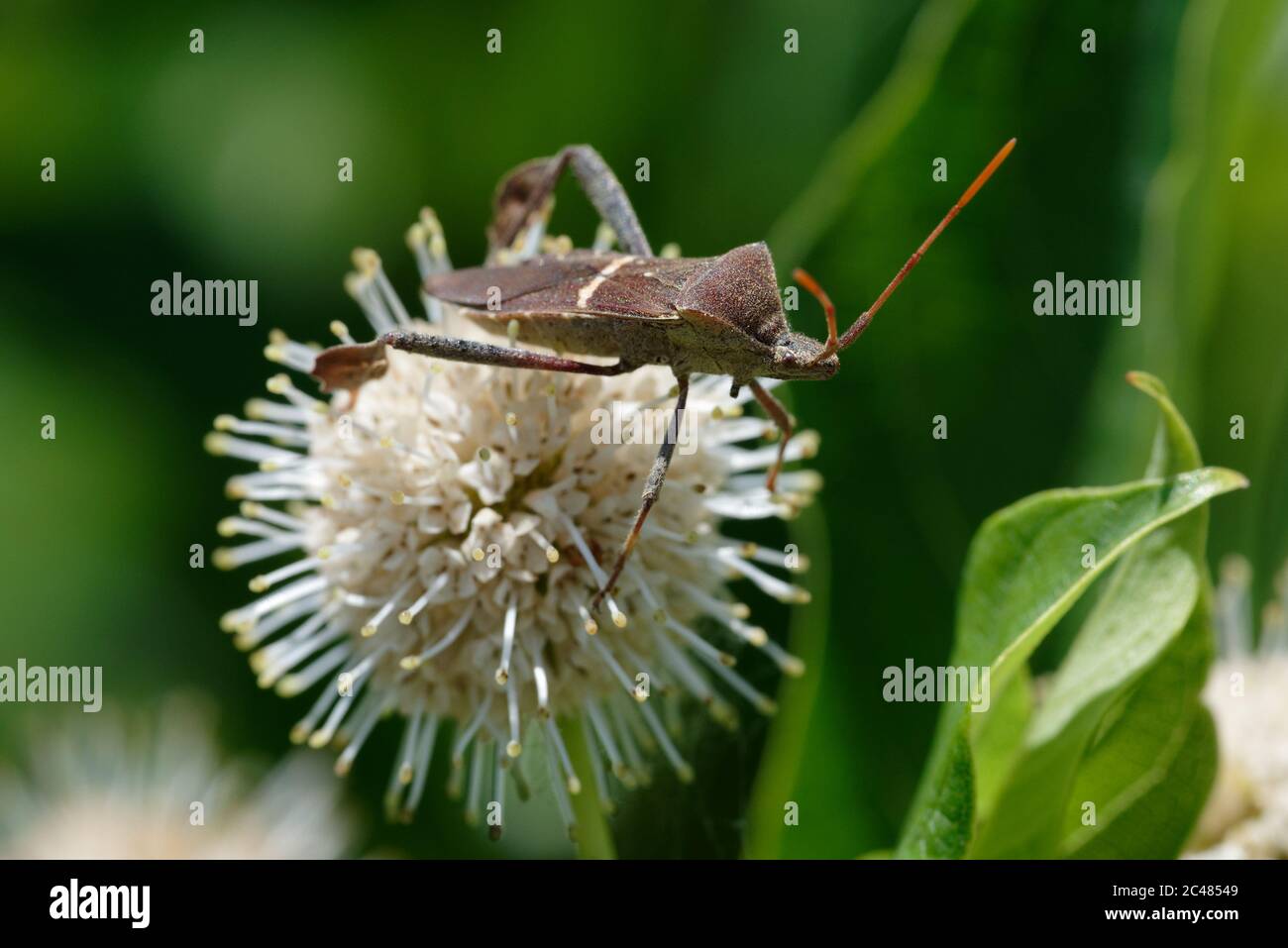 bug a foglia Foto Stock