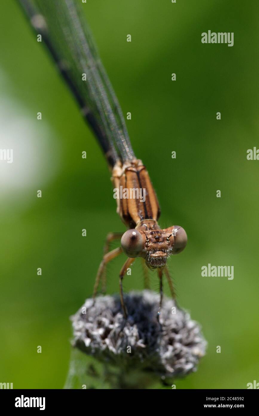 Ballerina con anello blu (argia sedula) Foto Stock