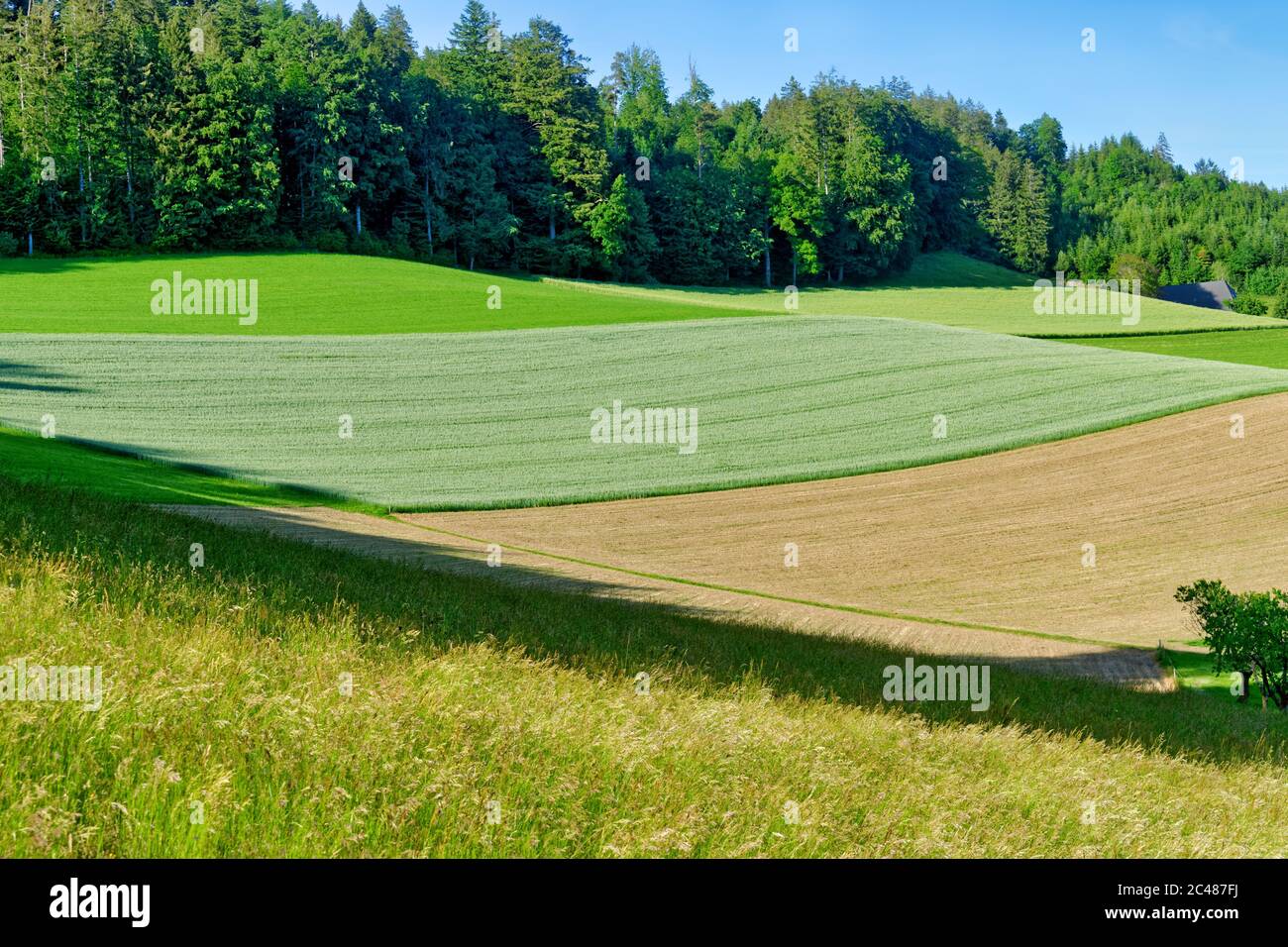 Campi ondulati di raccolti di grano giovani con una foresta sullo sfondo Foto Stock