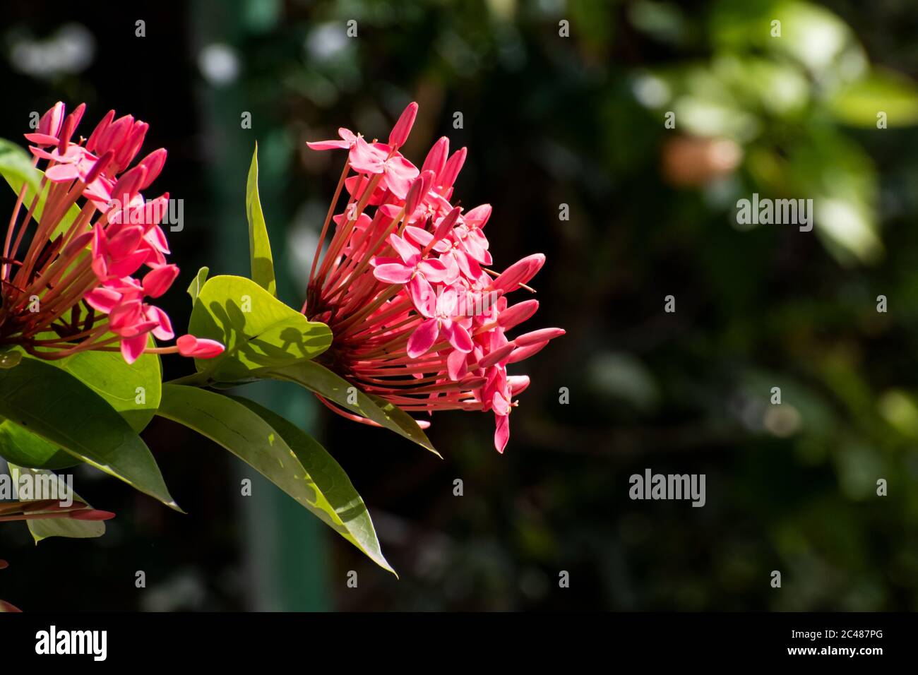 Un gruppo di fiori rossi di coccinea di ixora o geranio della giungla in una giornata estiva luminosa con foglie verdi e un sfondo naturale sfocato di verde. Foto Stock