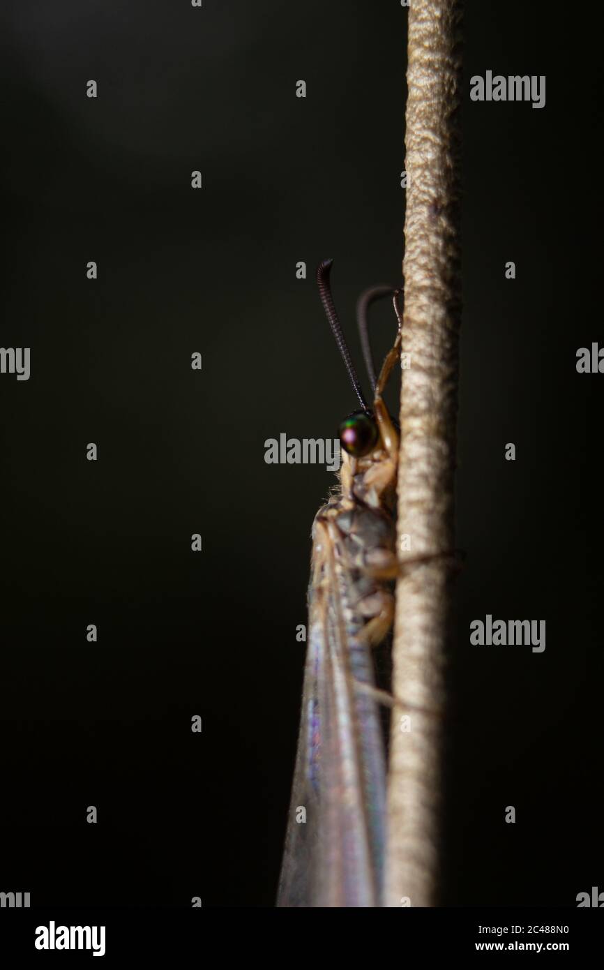 Macro di primo piano di Dragonfly piccola con messa a fuoco selettiva e isolato su sfondo scuro. Foto Stock