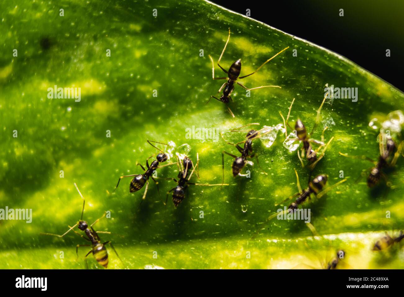 Gruppo di piccole formiche nere che mangiano barrette di zucchero sui fogli con fuoco selettivo. Macro primo piano un sacco di formiche nere su foglie con illuminazione. Foto Stock
