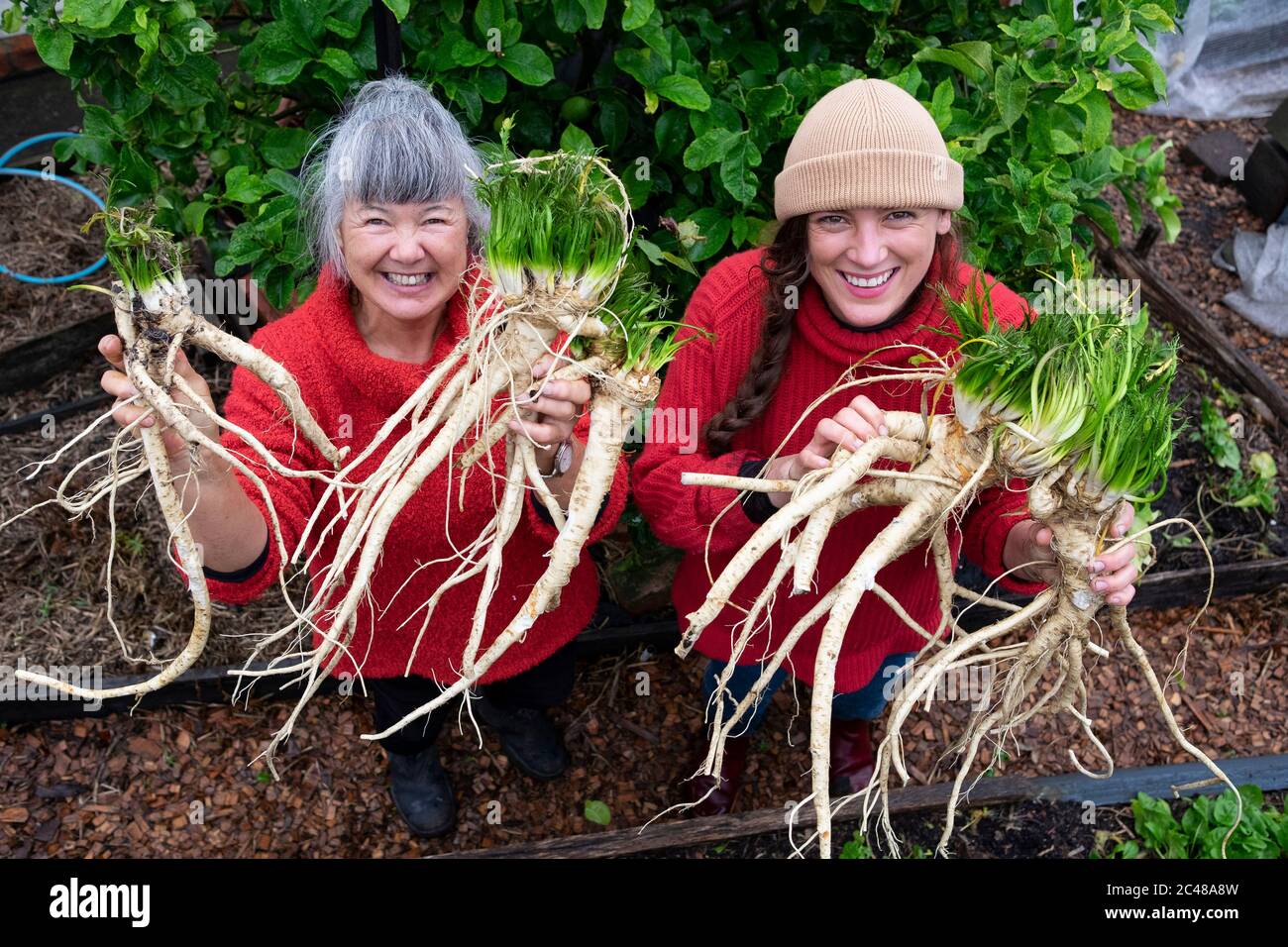 Due donne contadine biologiche che indossano maglioni rossi con un raccolto di rafano appena scavato Foto Stock