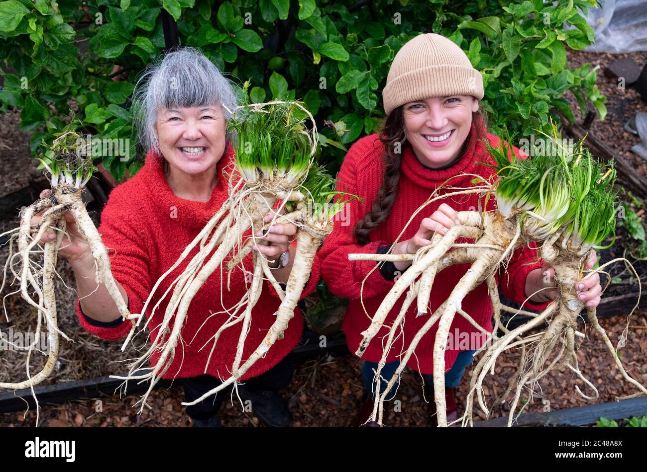 Due donne agricoltori biologici entrambi indossano maglioni rossi, con un raccolto di rafano appena scavato Foto Stock