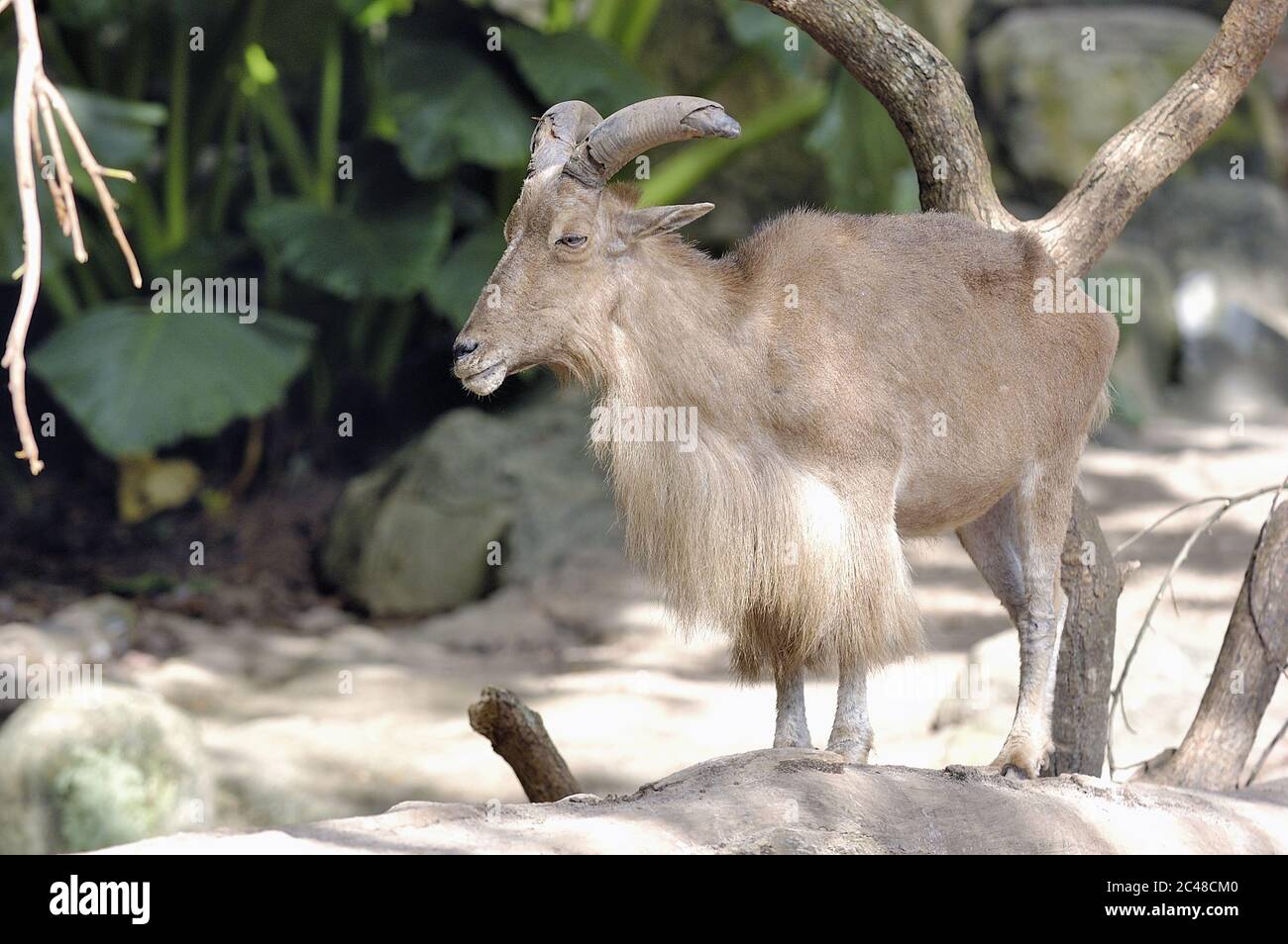 Colpo di capra maschio, marrone, dai capelli lunghi con corna grandi Foto Stock