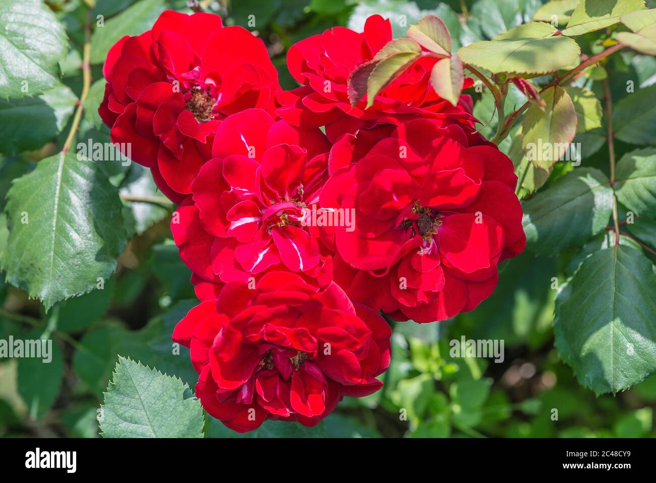 Rosa 'Europeanaa' - fioritura abbondante floribunda. Fiorisce in rosette semidirigide o a tazza di spugna circa 7-8 cm di diametro o. Foto Stock