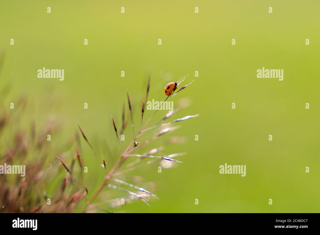 Pupa di Ladybug sull'erba Foto Stock