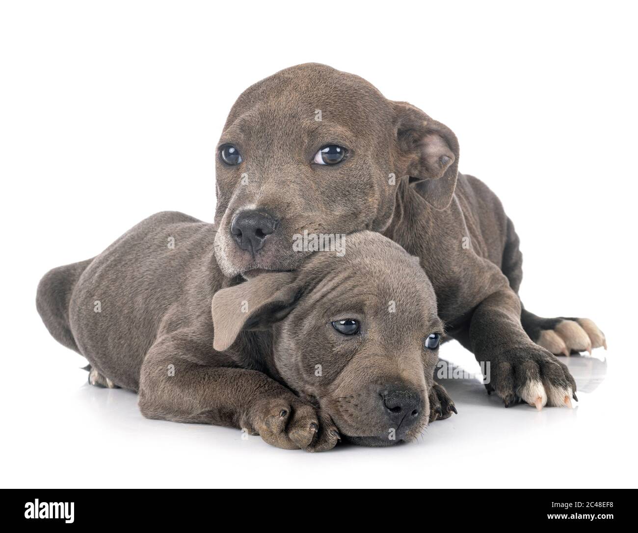 Cuccioli staffordshire bull terrier di fronte a uno sfondo bianco Foto Stock