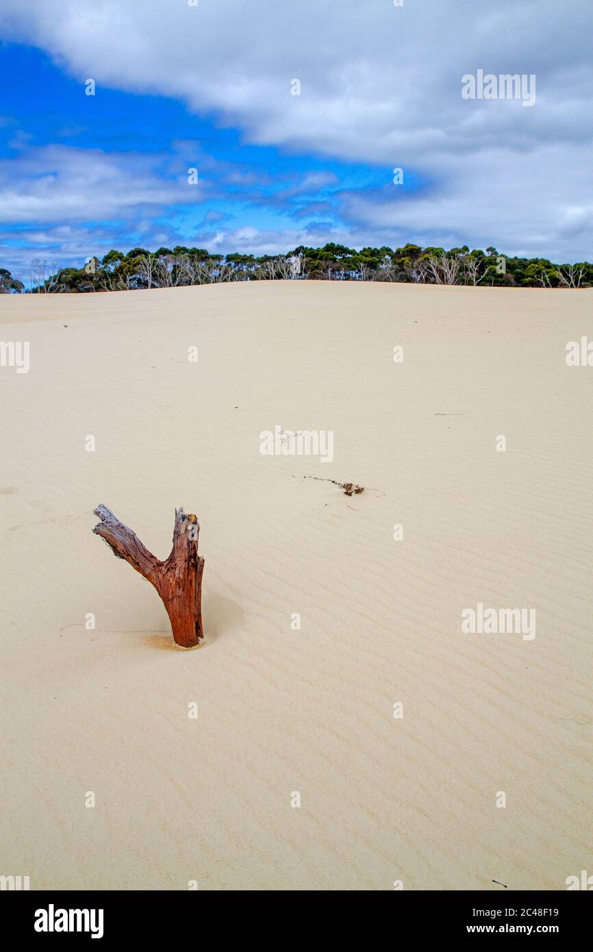 Henty Dunes sulla costa occidentale della Tasmania Foto Stock