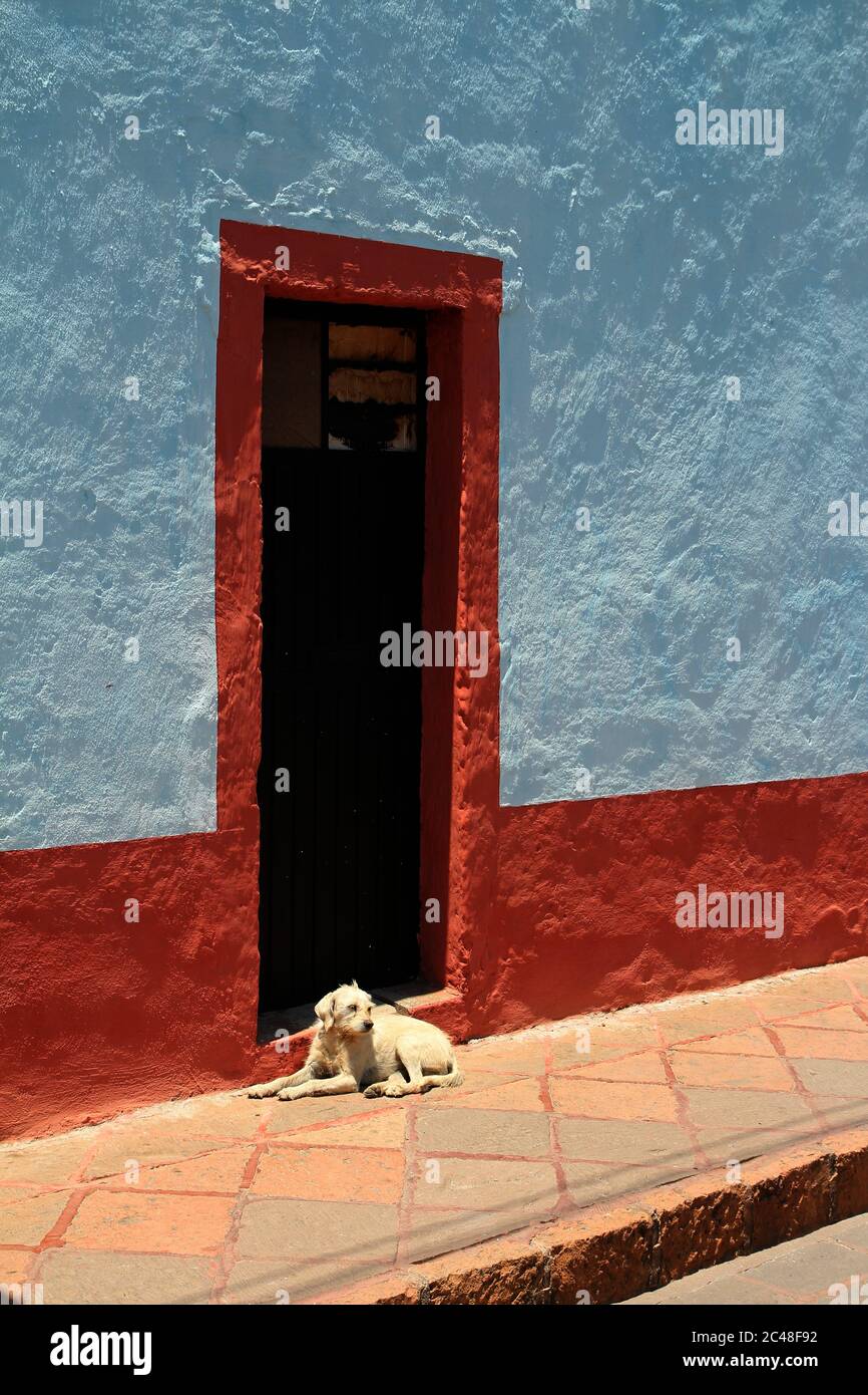 Cane perso nella strada di Amealco a Queretaro, Messico. Foto Stock