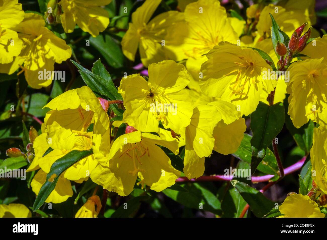 Enotera frutticosa Erica Robin, gocce di sole Foto Stock