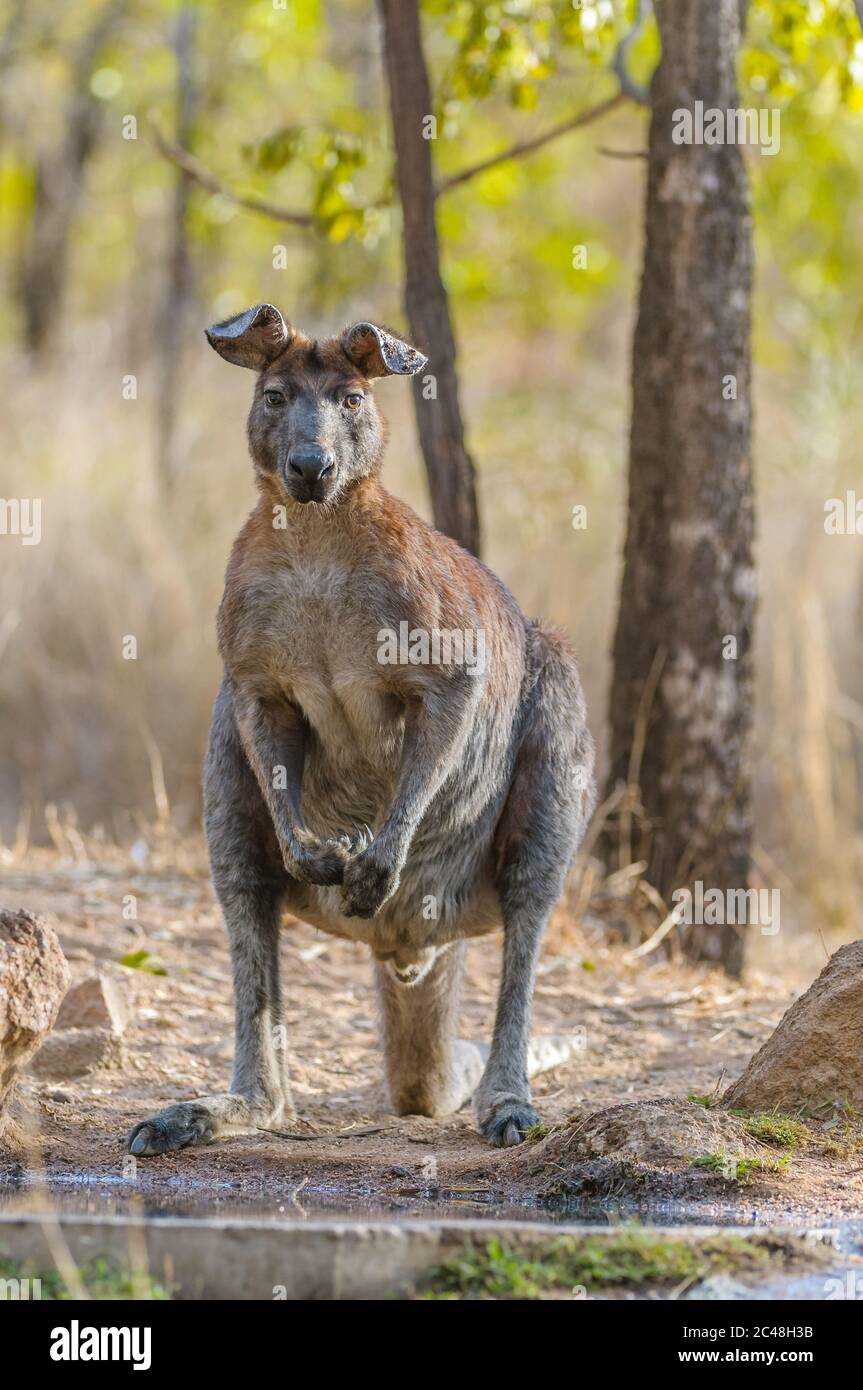 Il vecchio guerriero, maschio, Black Wallaroo orecchie si chinò con il peso del tempo e molte zecche dissetano la sua sete in un buco d'acqua in Australia. Foto Stock