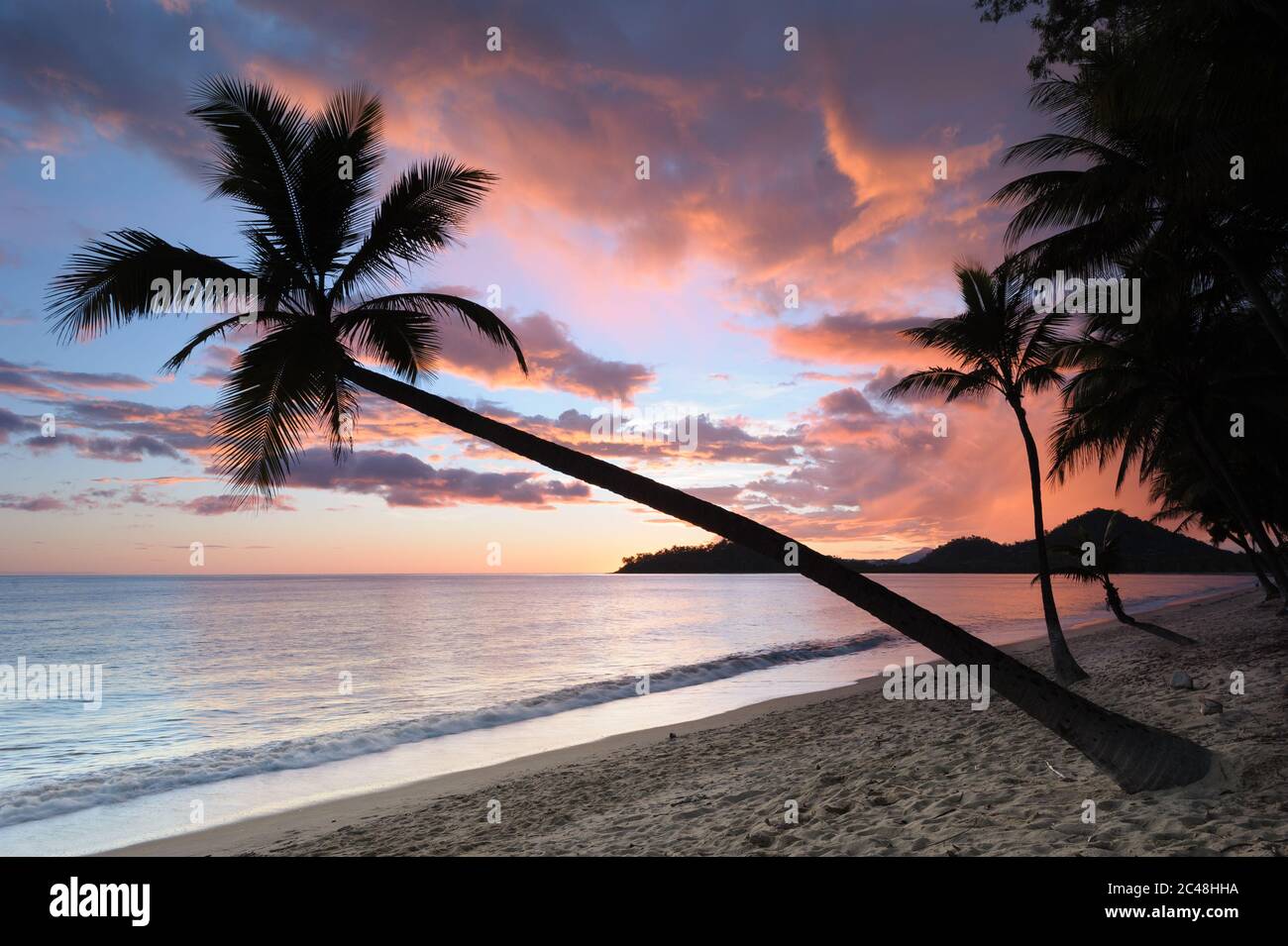 Una palma di cocco appesa obliquamente sull'Oceano Pacifico con un'iconica alba tropicale in piena fioritura a Clifton Beach a Queensland, Australia. Foto Stock