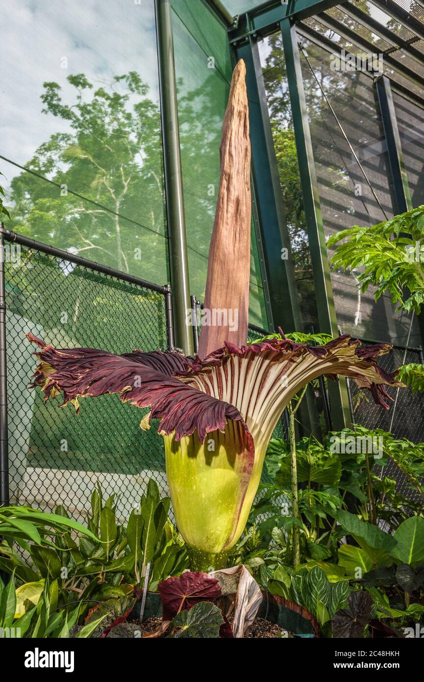 Il fiore di cadavere (arum di titanum) nel suo ciclo di vita fiorente di picco nei giardini botanici di Cairns a Queensland, Australia. Foto Stock