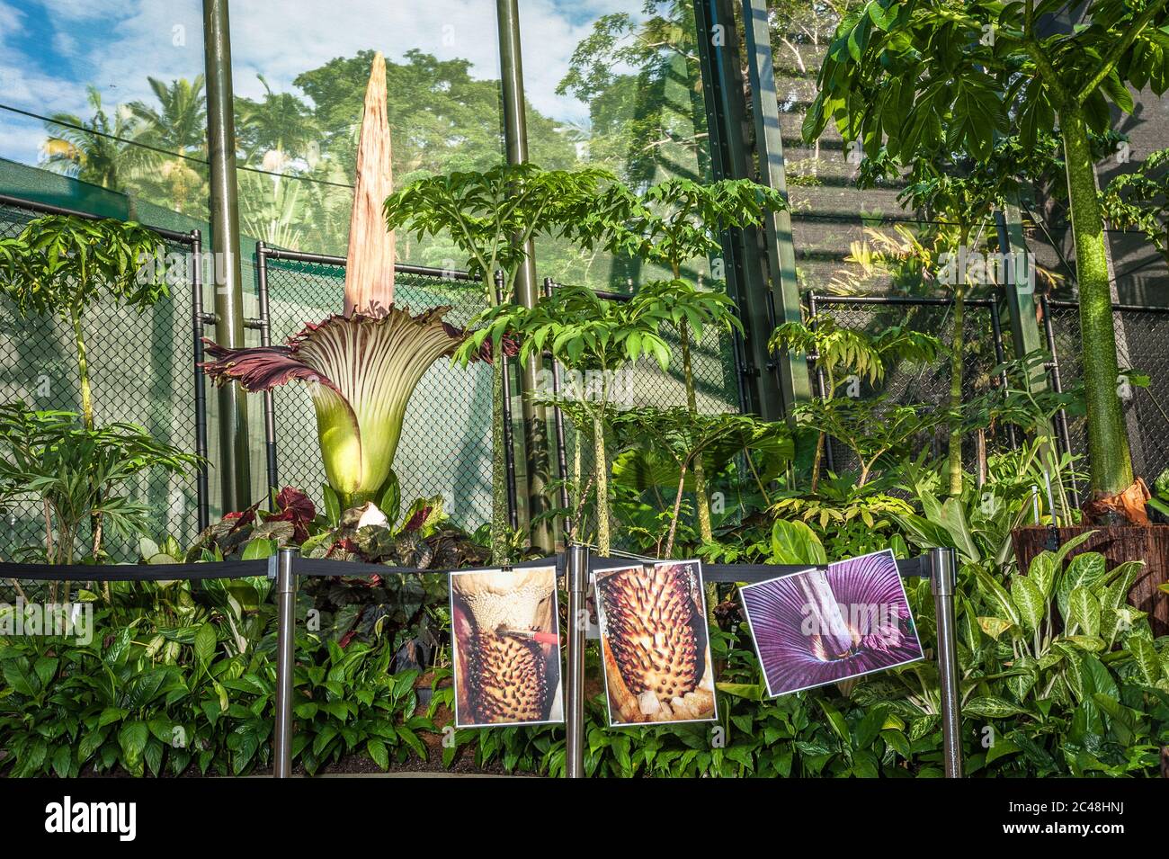 Il fiore di cadavere (arum di titanum) nel suo ciclo di vita fiorente di picco nei giardini botanici di Cairns a Queensland, Australia. Foto Stock