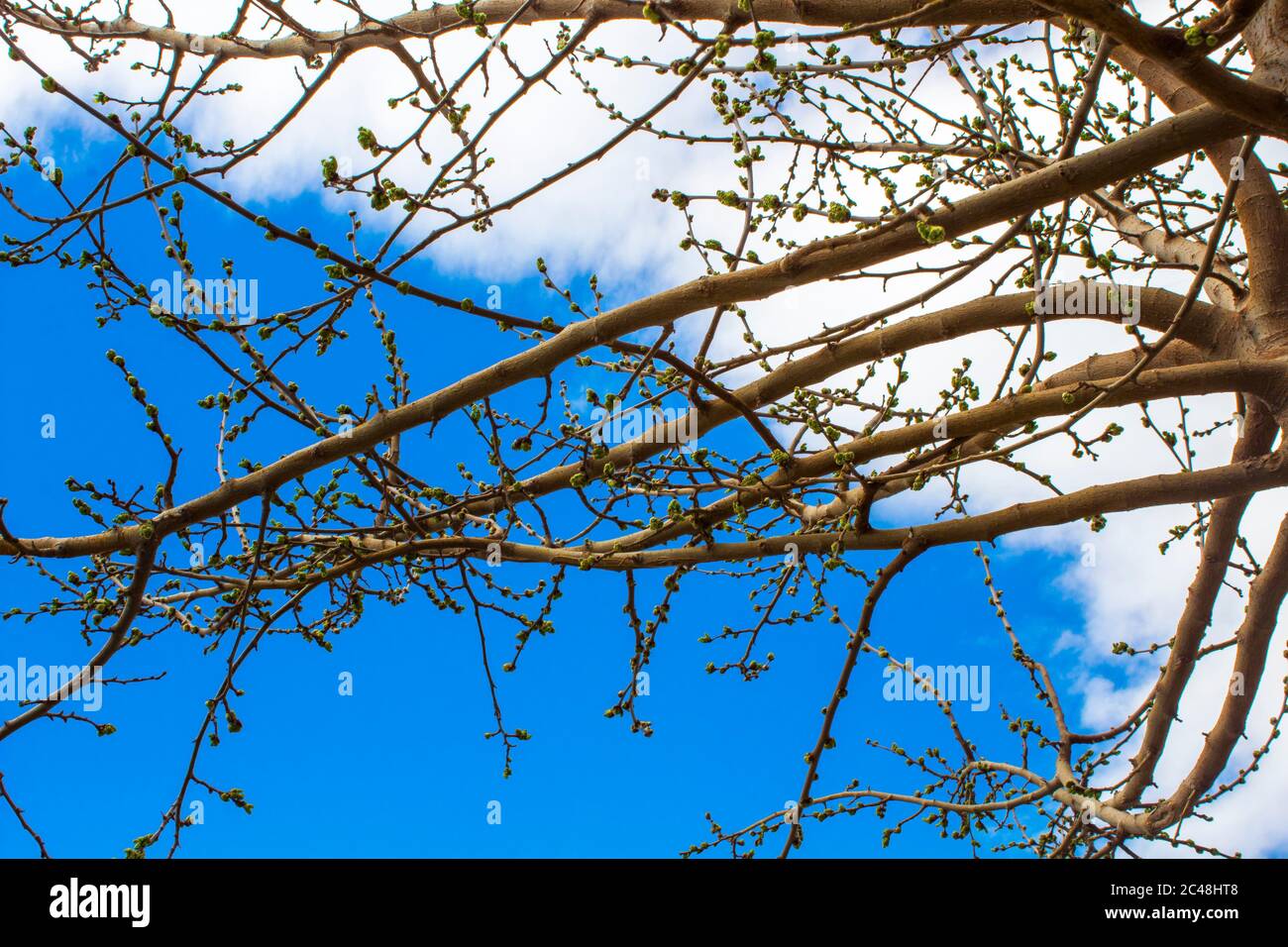 primavera a casa mia. Foto Stock