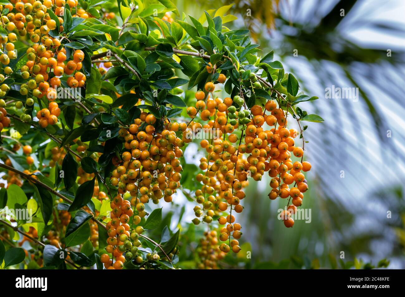 Primo piano dell'albero del Dewdrop d'Oro (Duranta erecta). Bacche di arancio mature che penzolano in grappoli tra le foglie verdi. Foto Stock