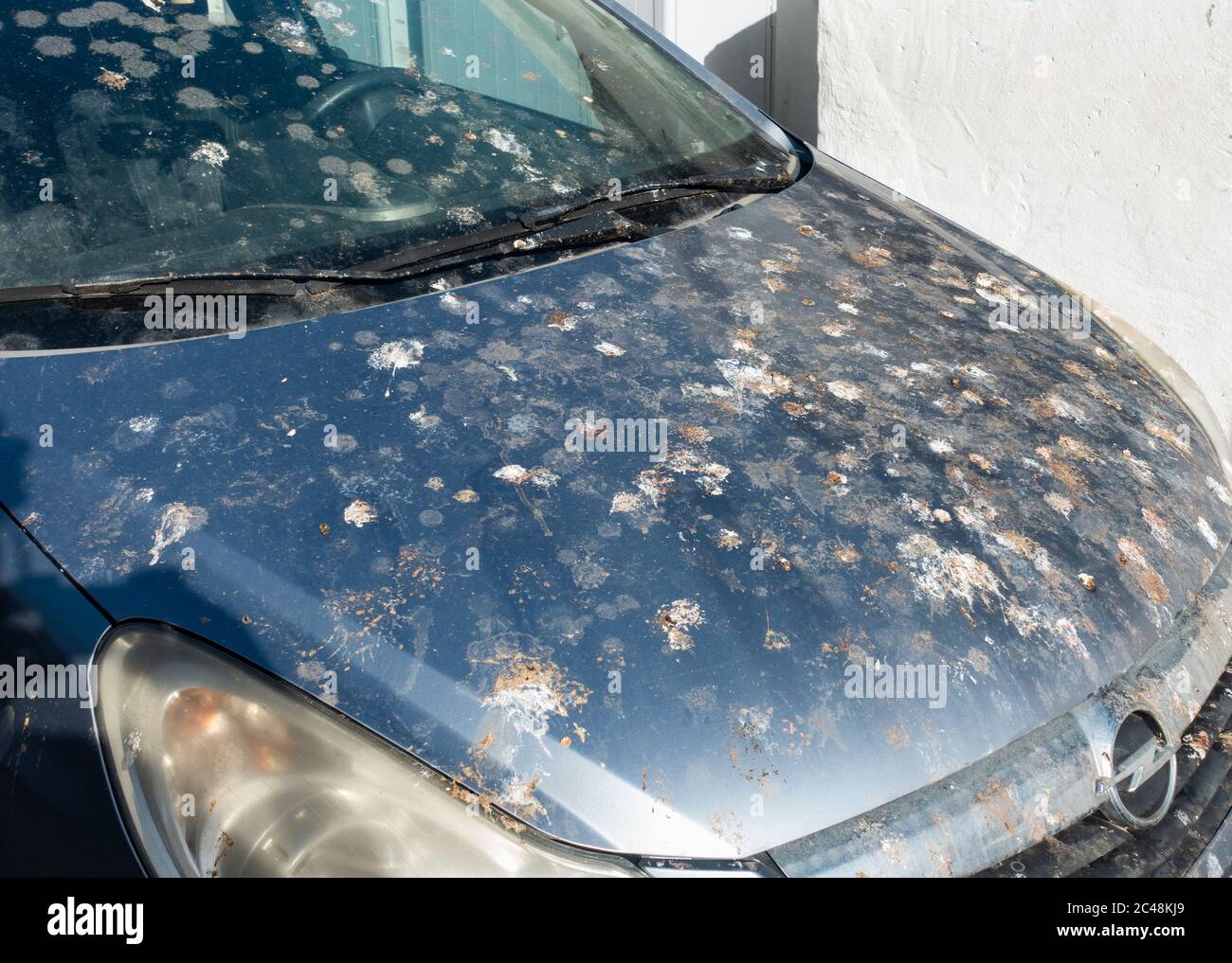 Escrementi di uccelli in auto parcheggiata sotto un albero Foto Stock