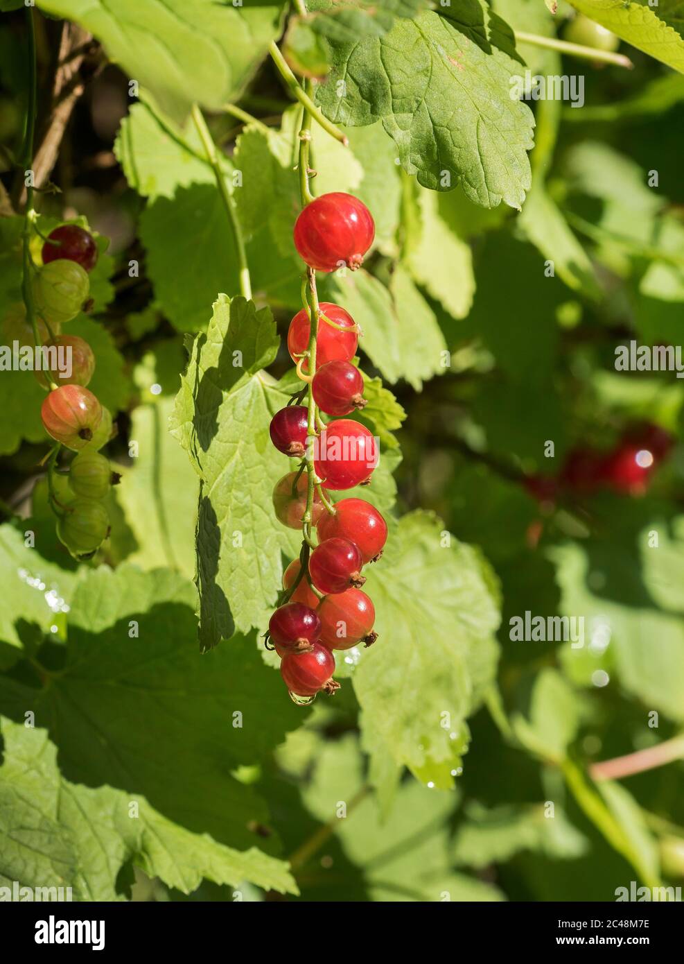Il ribes rosso, o ribes rosso, Ribes rubrum, bacche mature su arbusto Foto Stock