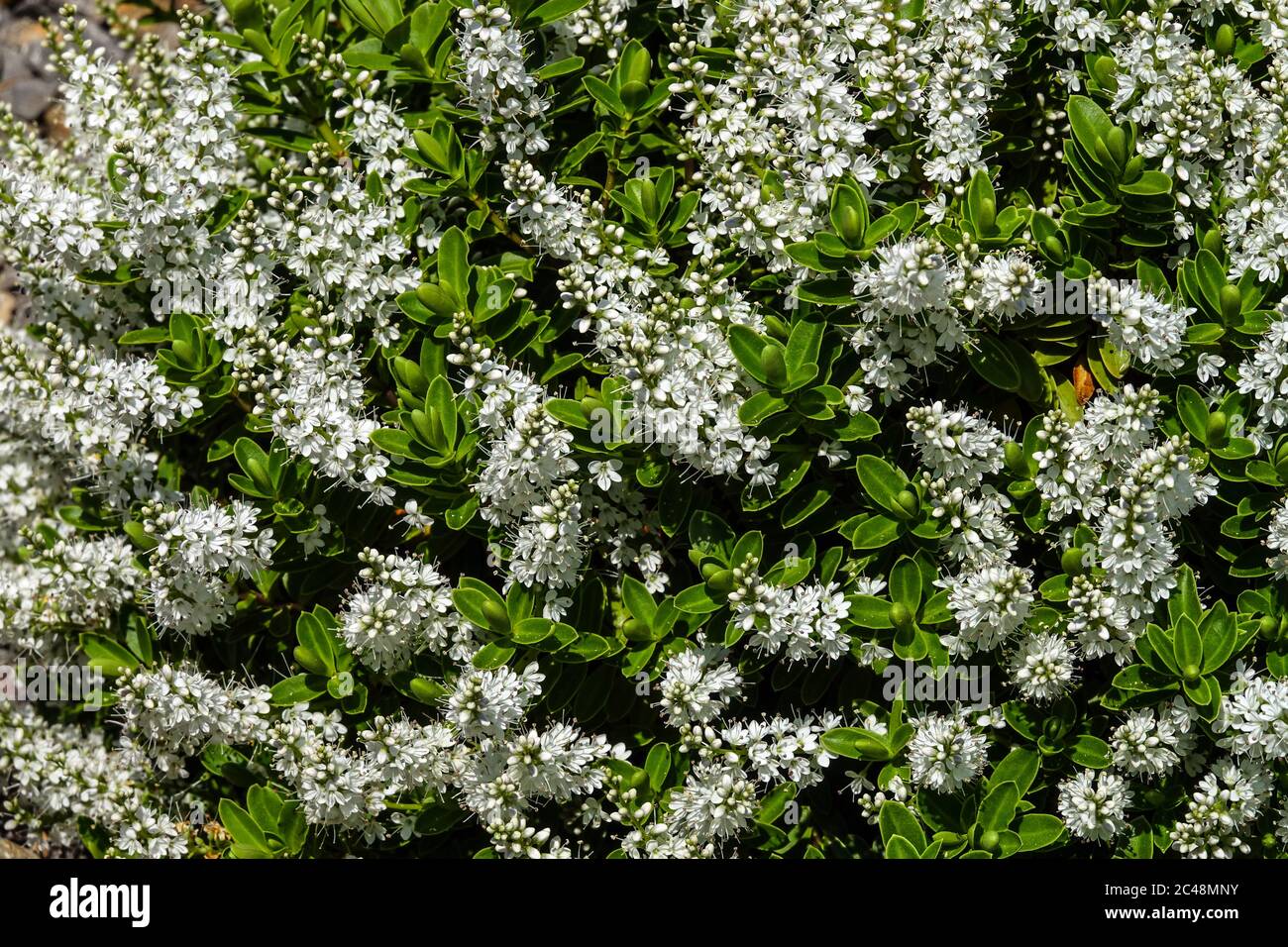 Hebe brachysiphon Foto Stock