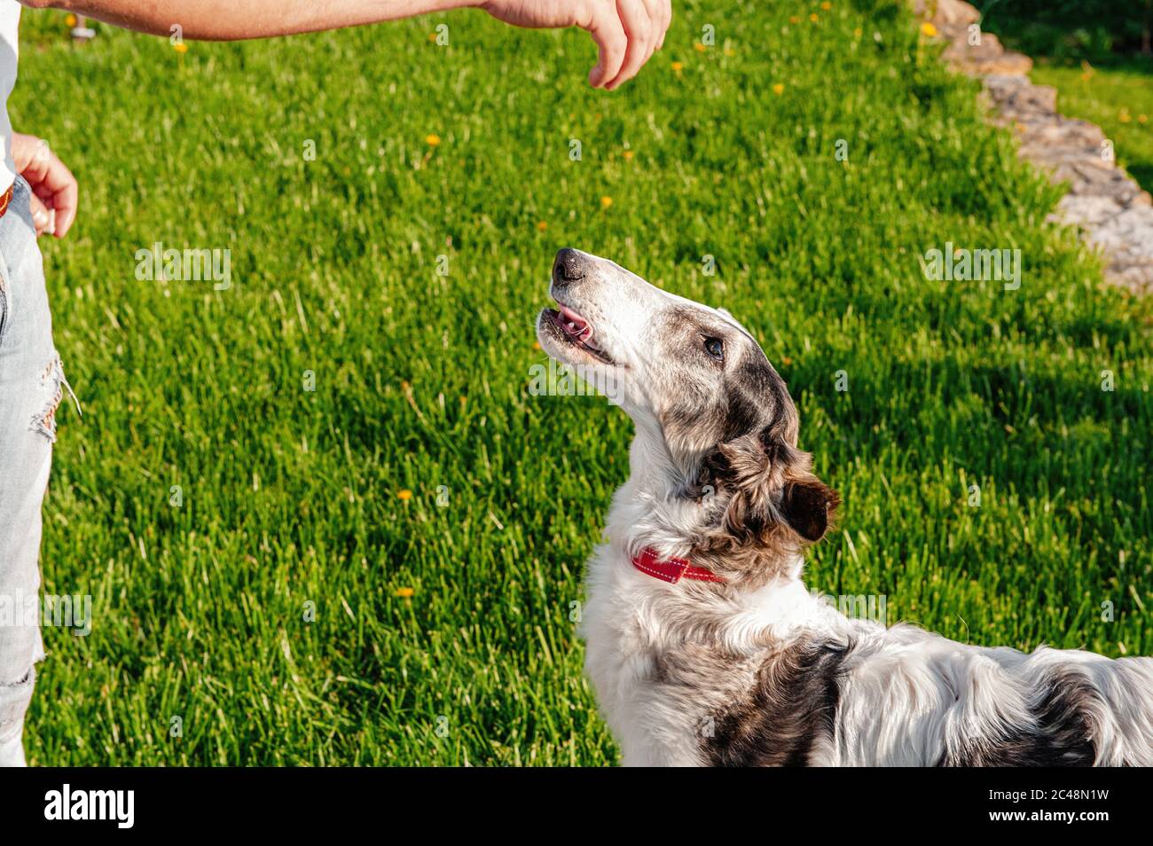 i cani sono in attesa di giocare con il loro proprietario. Il proprietario gioca con gli animali domestici. Cani della razza Greyhound. Foto Stock
