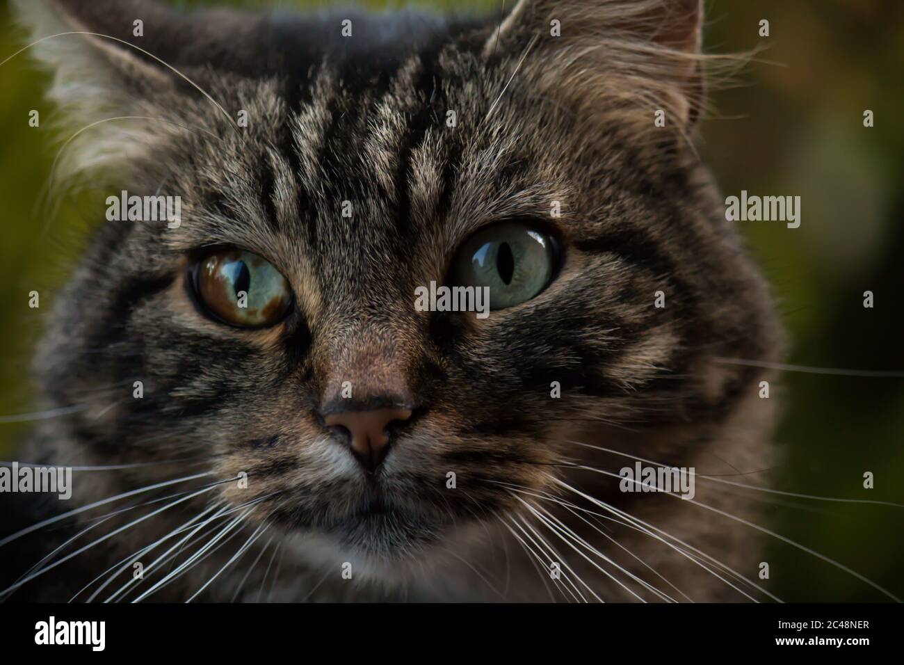 Ritratto di un gatto tabby con eterocromia nell'occhio destro Foto Stock