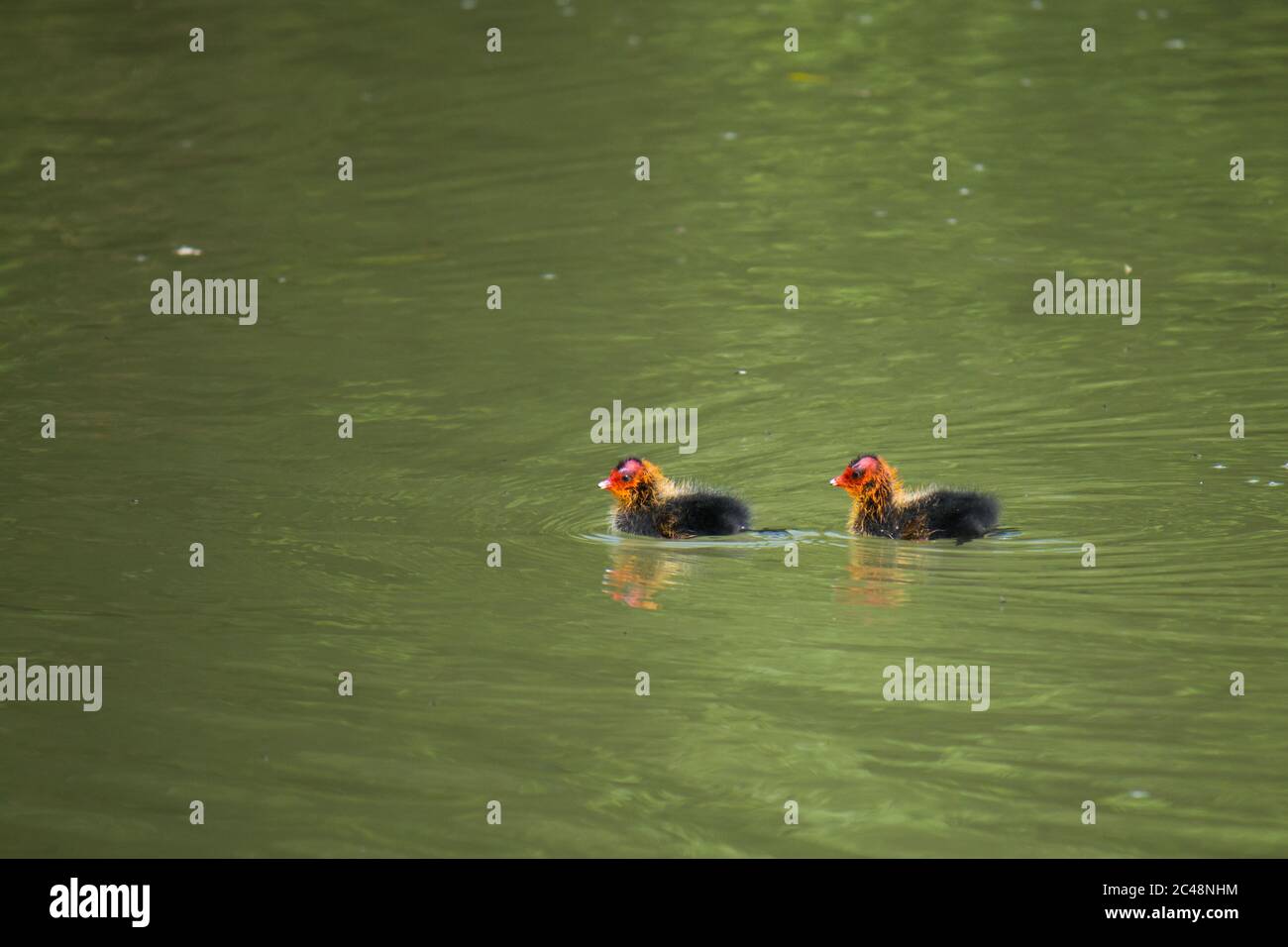 Due pulcini comuni (Fulica atra) che nuotano in acqua Foto Stock