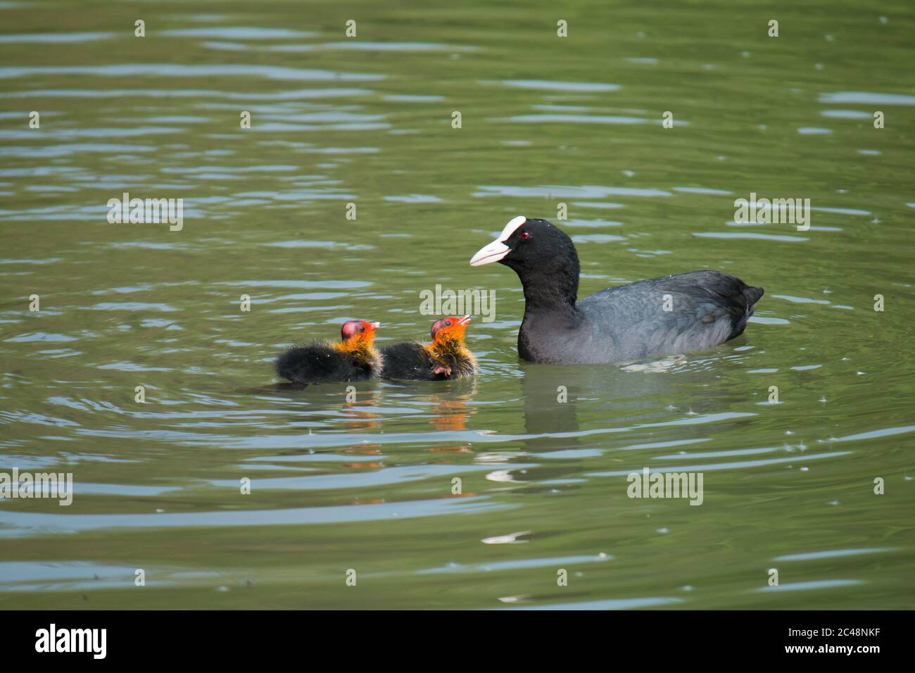 Piede eurasiatico adulto (Fulica atra) che alimenta i giovani in acqua Foto Stock
