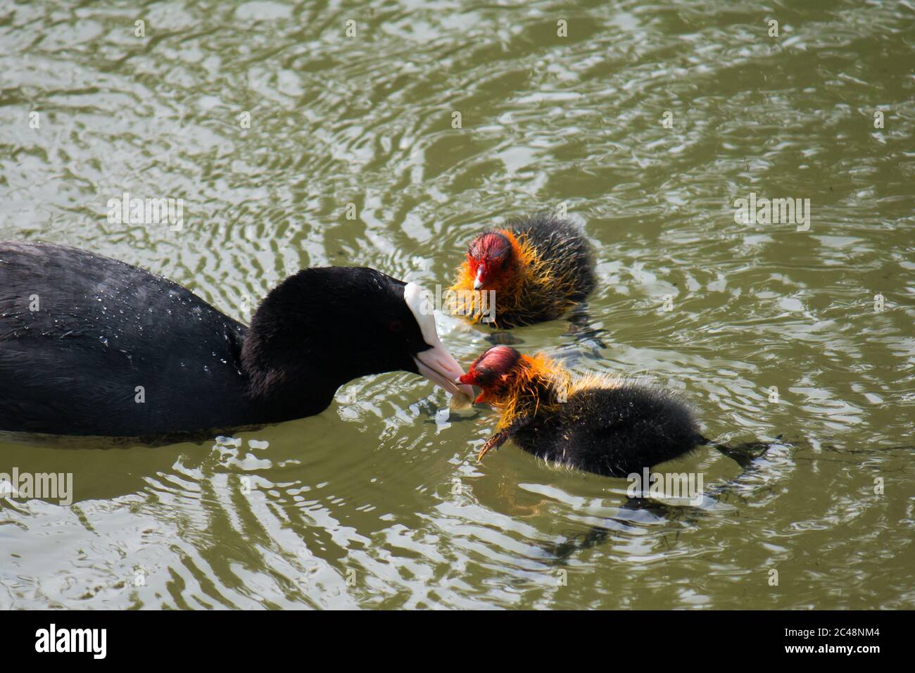 Piede eurasiatico adulto (Fulica atra) che alimenta i giovani in acqua Foto Stock