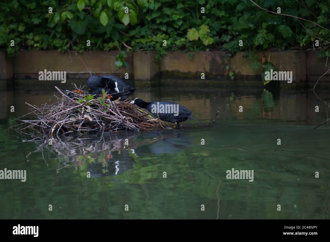 Coppia di cuochi eurasiatici (Fulica atra) che nutrono i loro giovani nel nido Foto Stock