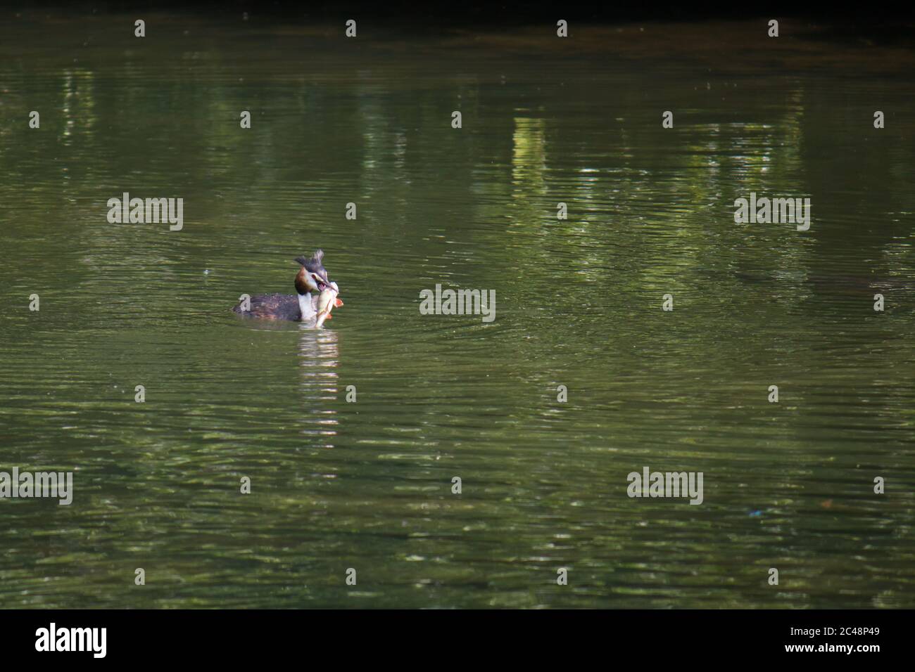 Grande grebe crestato (Podiceps cristatus) che tiene un pesce nel suo becco Foto Stock