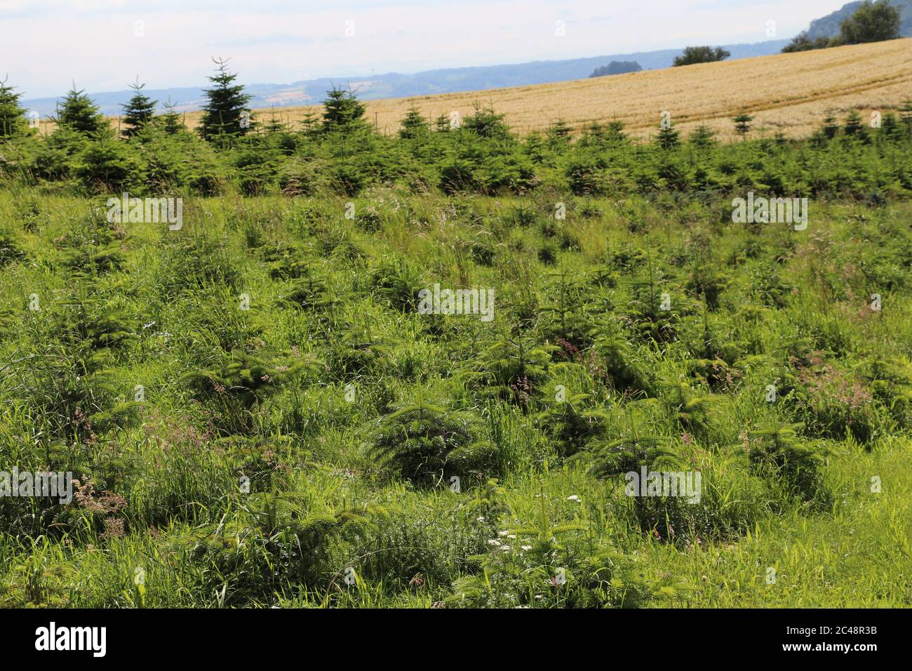 Campo di alberi di Natale in campagna in austria Foto Stock