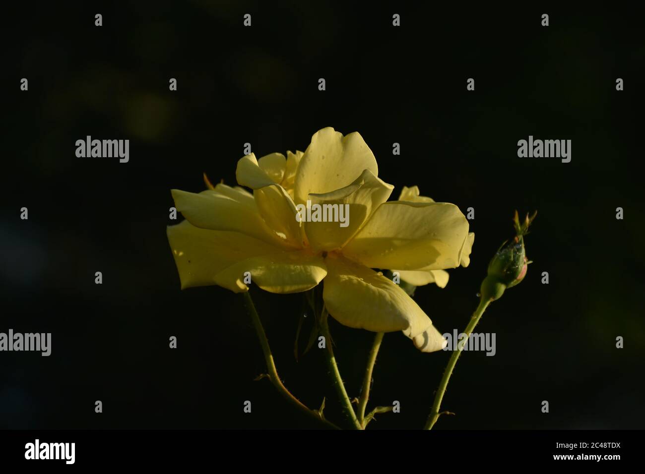 Una bella foto closeup dei Fiori. Foto Stock