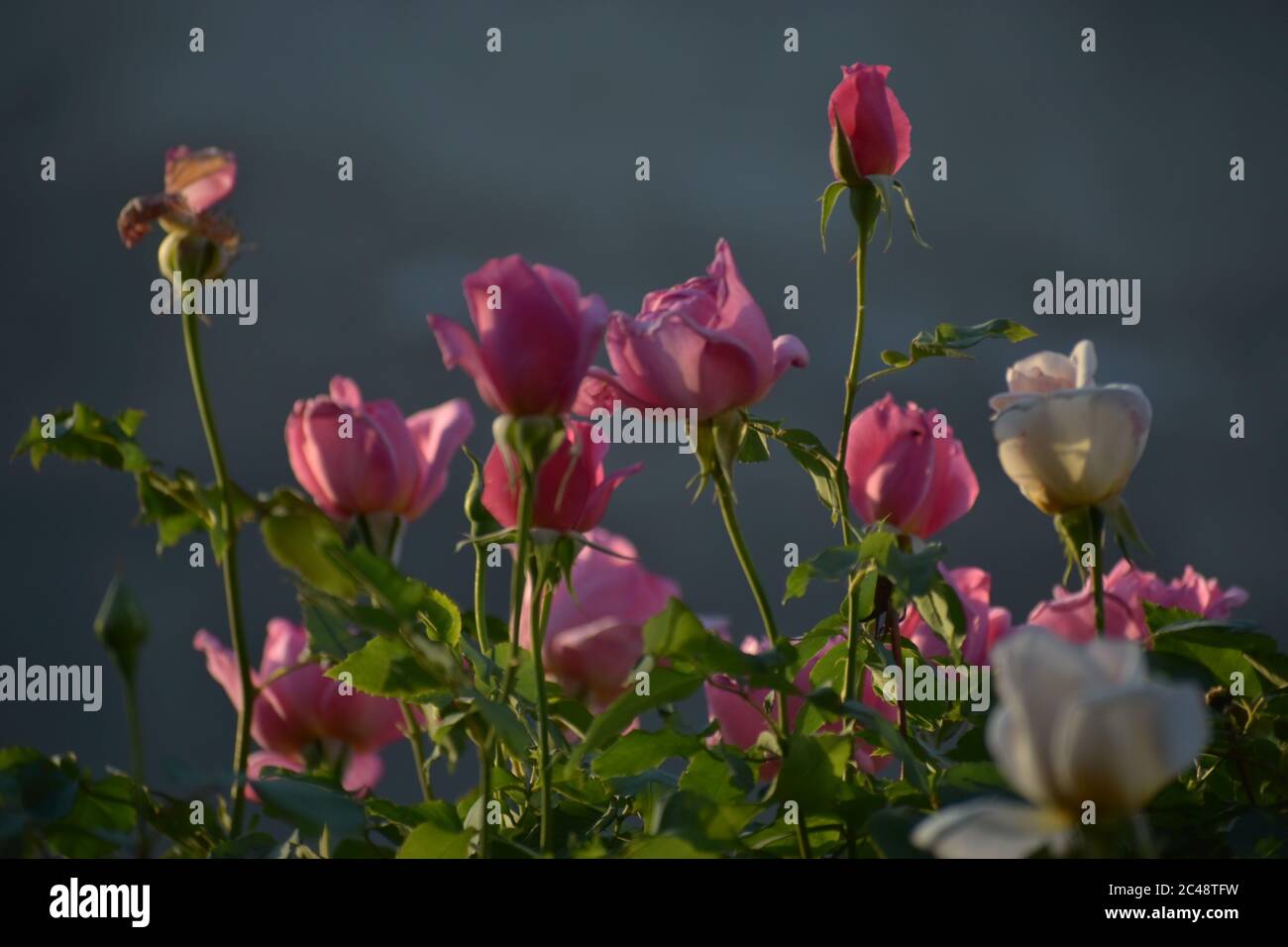 Una bella foto closeup dei Fiori. Foto Stock