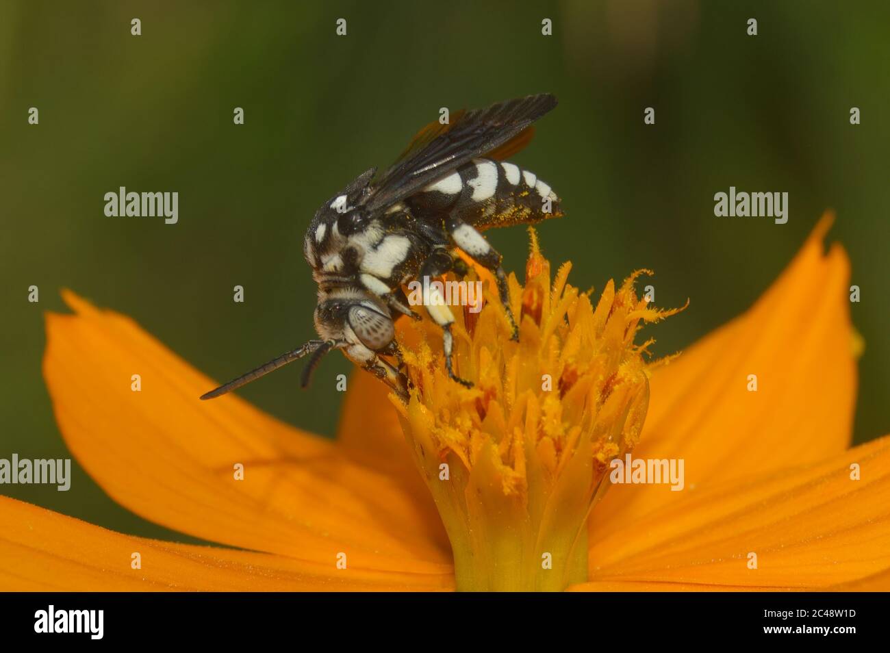 Ape su fiore Foto Stock