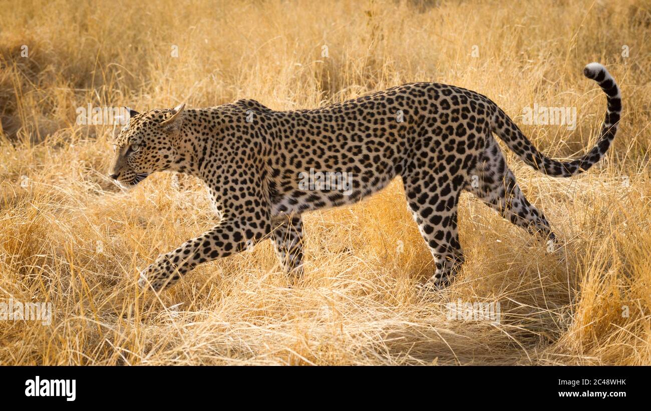 Donna di leopardo adulta che cammina attraverso l'erba secca gialla con la coda arricciata in su in Samburu Kenia Foto Stock