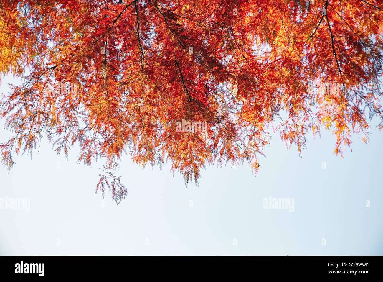 Foglie autunnali contro un cielo senza nuvole per uso di fondo Foto Stock