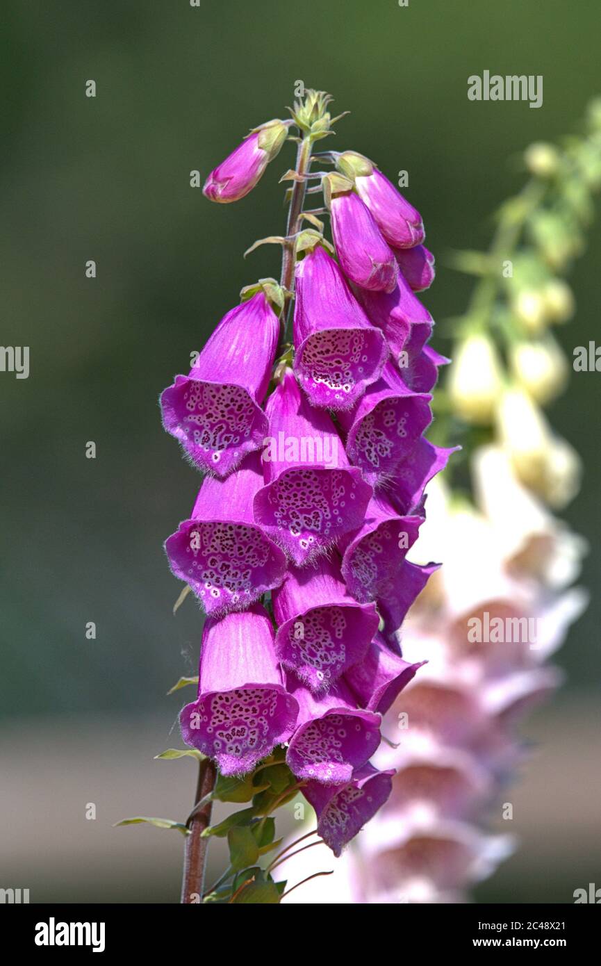 Brodersby, Germania. 23 Giugno 2020. 23.06.2020, Brodersby, Schleswig-Holstein, il guanto rosso (Digitalis purpurea) fiorisce in un giardino della Germania settentrionale. Asterids, Euasterids i, Ordine: Lip-blooded Species (Lamiales), Famiglia: Piante plantari (Plantaginaceae), genere: Foxglove (Digitalis), specie: Red Foxglove | Use Worldwide Credit: dpa/Alamy Live News Foto Stock