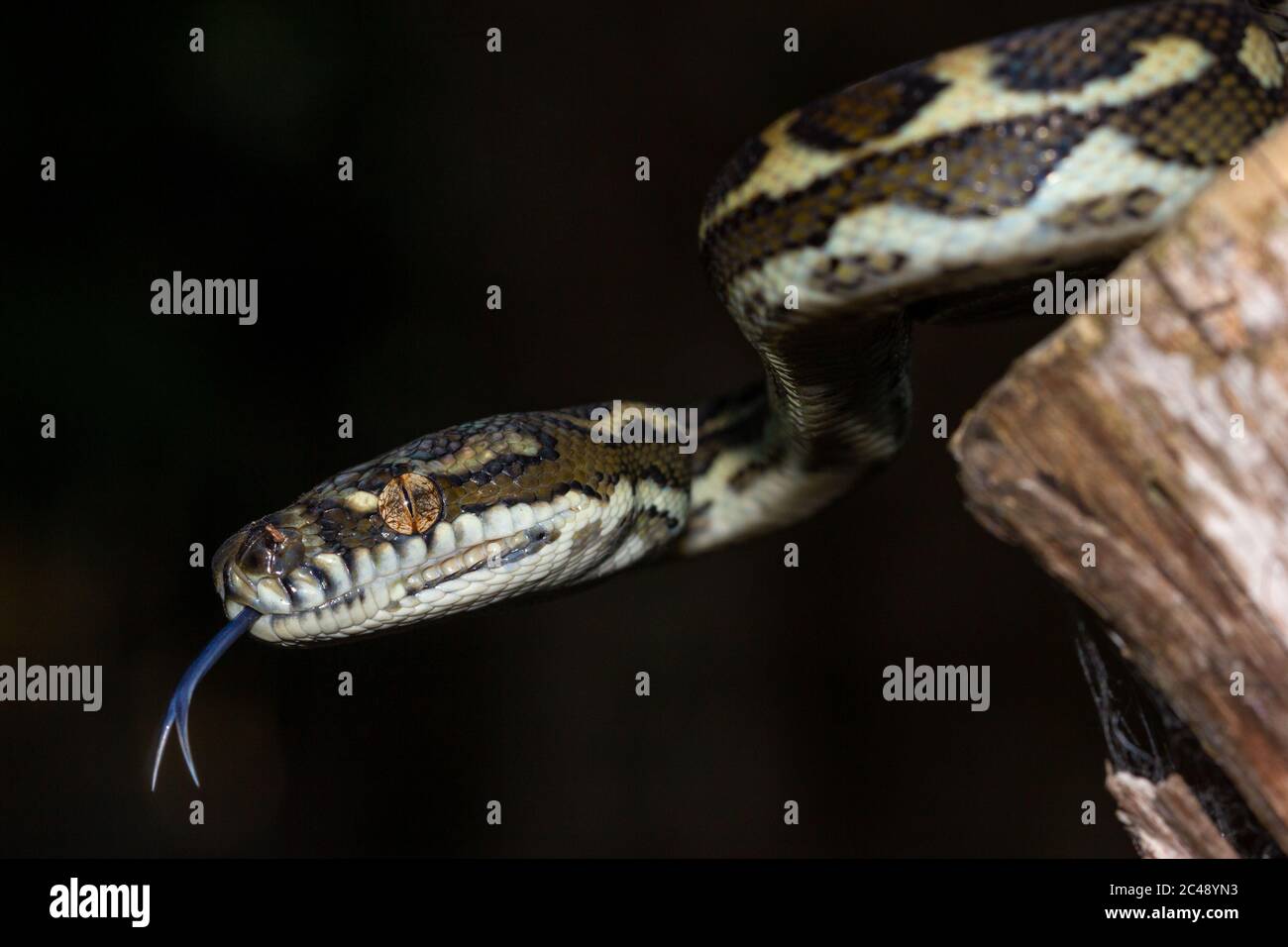 Tappeto costiero Python (Morelia spilota mcdowelli) hatchling Foto Stock