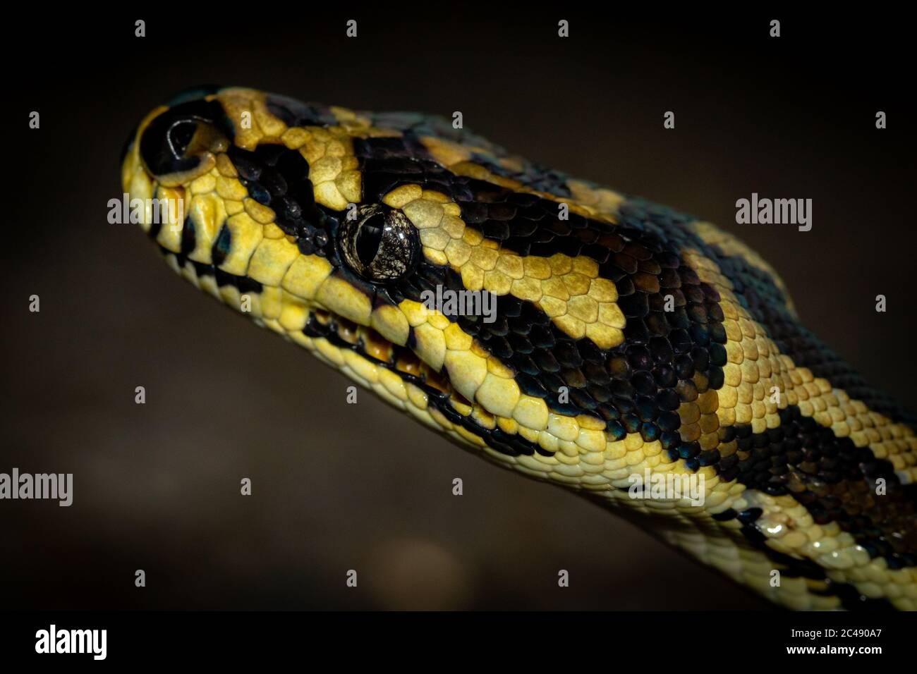 Python tappeto giungla (Morelia spilota cheynei) nascosto in erba di notte. Lago Eacham, Queensland, Australia Foto Stock