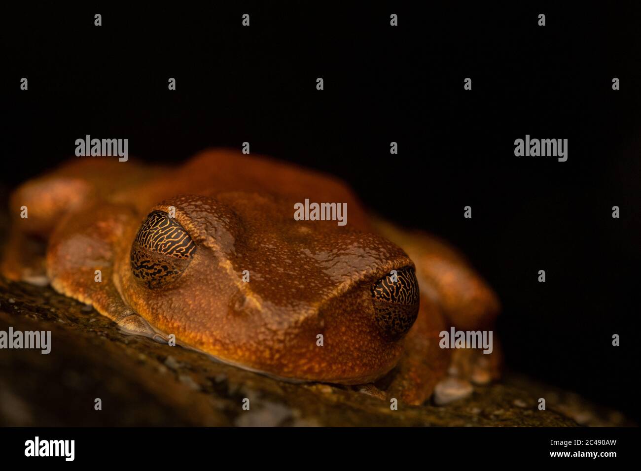 Rana australiana in pericolo di estinzione (Litoria dayi). Cairns, Queensland, Australia. Foto Stock