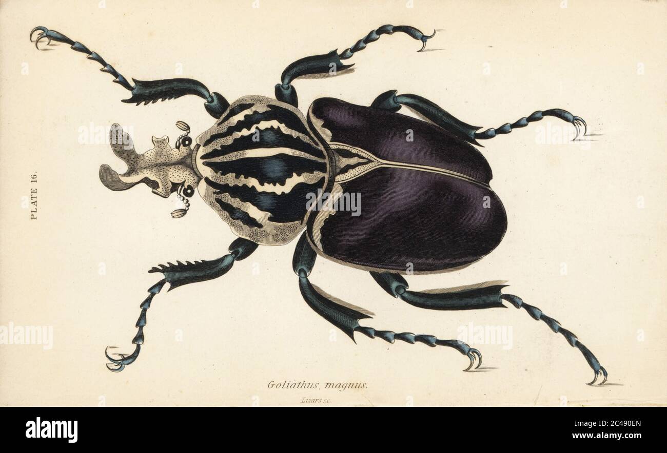 Coliath, Goliathus Goliatus (Goliathus magnus). Incisione in acciaio colorato a mano di William Lizars dalla Natural History of Beetles di James Duncan, nella Naturalist’s Library di Sir William Jardine, W.H, Lizars, Edimburgo, 1835. James Duncan è stato uno zoologo ed entomologo scozzese 1804-1861. Foto Stock