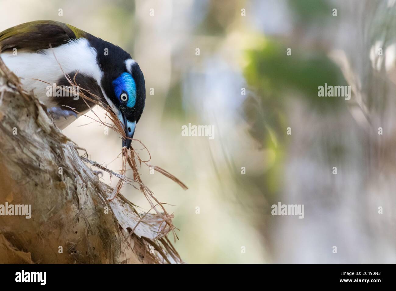 Honeyeater blu-fronted (Entomyzon cianotis) che raccoglie il materiale di nidificazione. Lago Cudgen, NSW, Australia Foto Stock