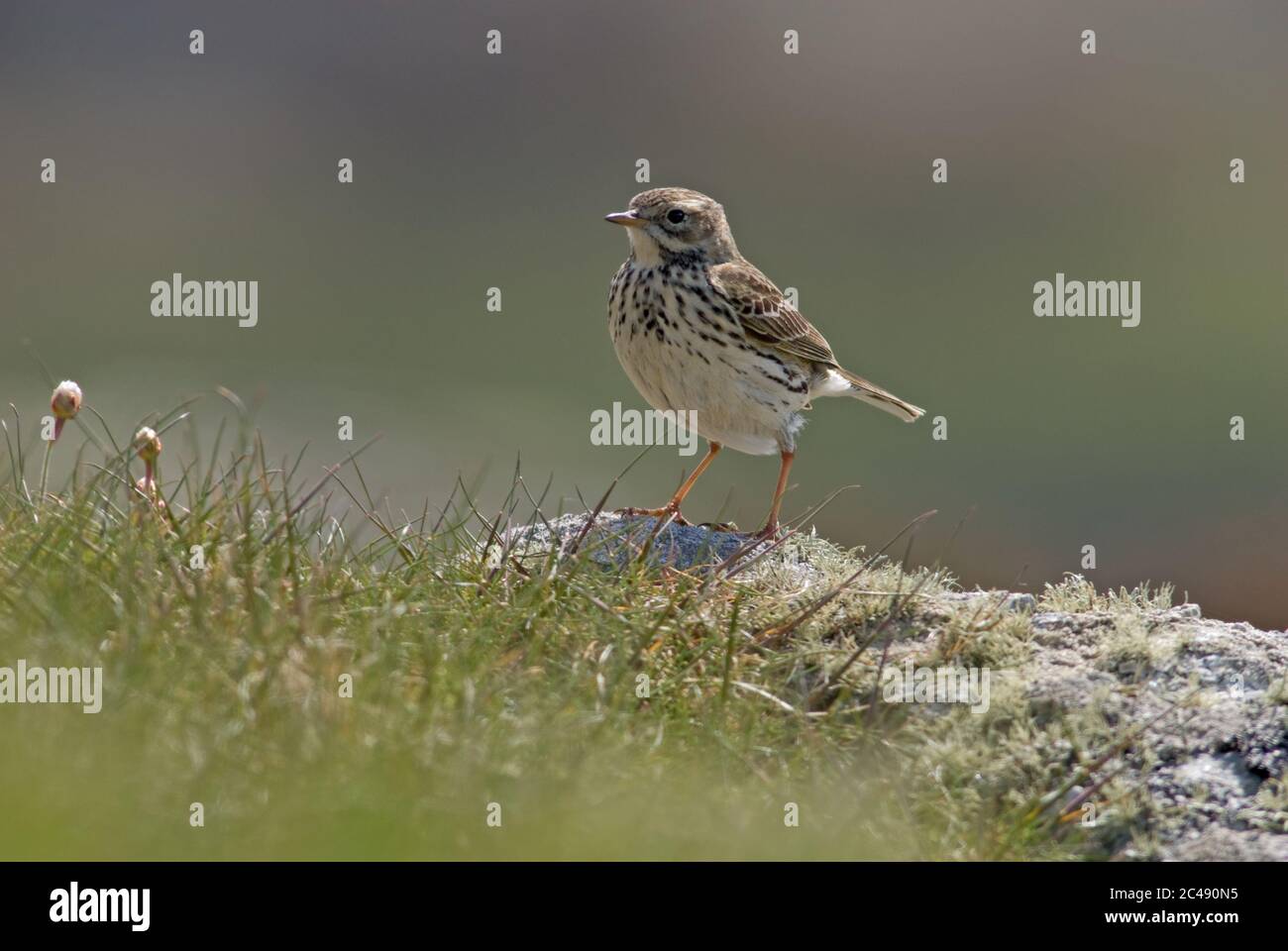 Prato Pipit, Anthus pratensis, arroccato su roccia coperta di lichen, May, Isola di Ramsey, Galles. Foto Stock