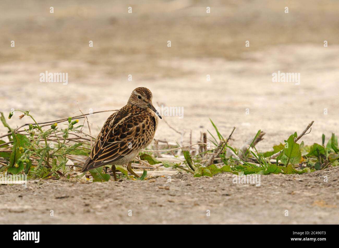 Pettorale Sandpiper, Calidris melanotos, Covenham Reservoir, Lincolnshire Foto Stock