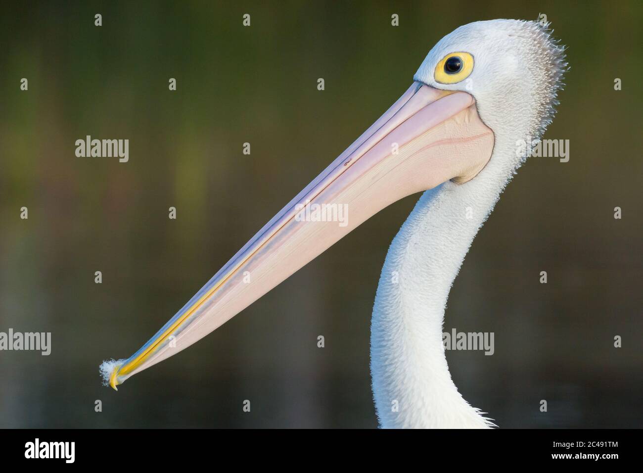 Pellicano australiano (PELELANUS cospicillatus). Cabarita Beach, NSW, Australia. Foto Stock